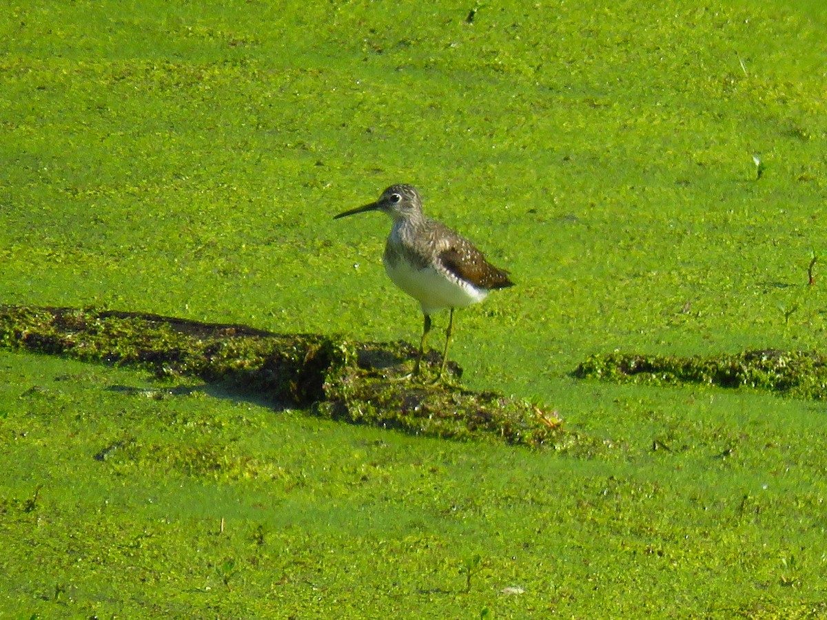 Solitary Sandpiper - Ron Ahle