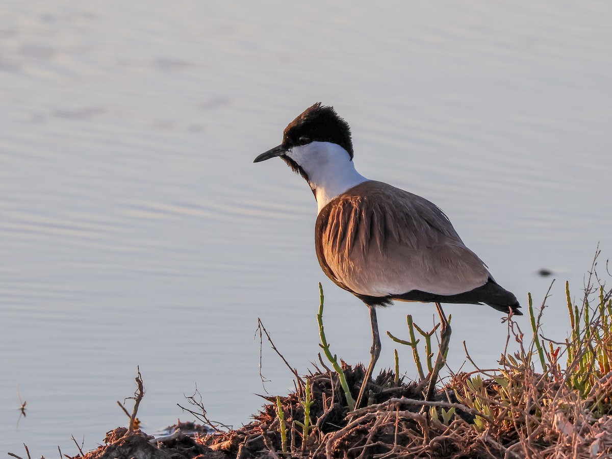 Spur-winged Lapwing - ML618203301