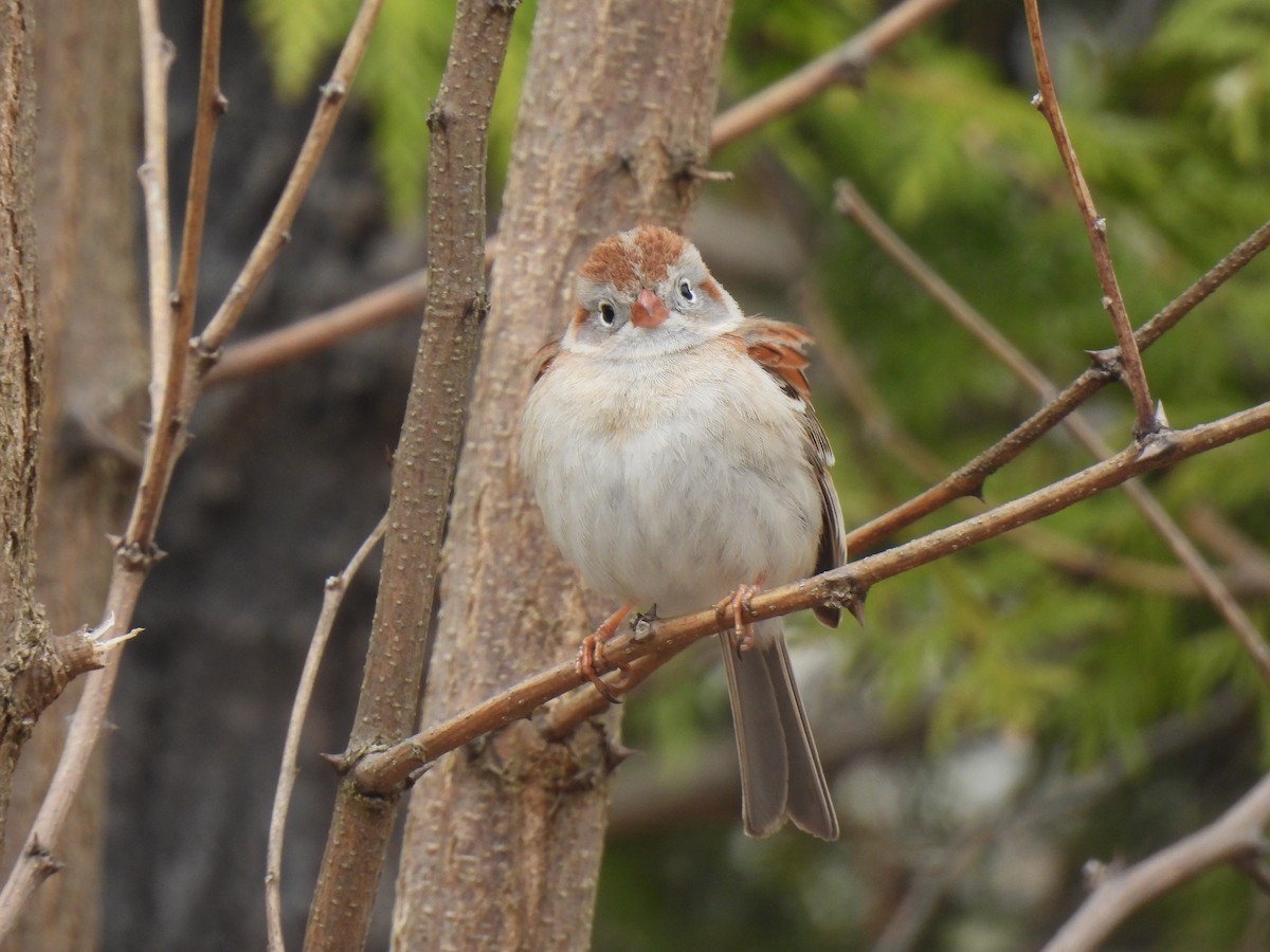 Field Sparrow - Heather Gray Toner