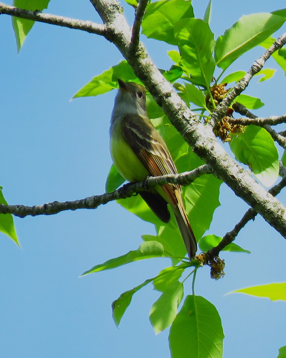 Great Crested Flycatcher - Ron Ahle