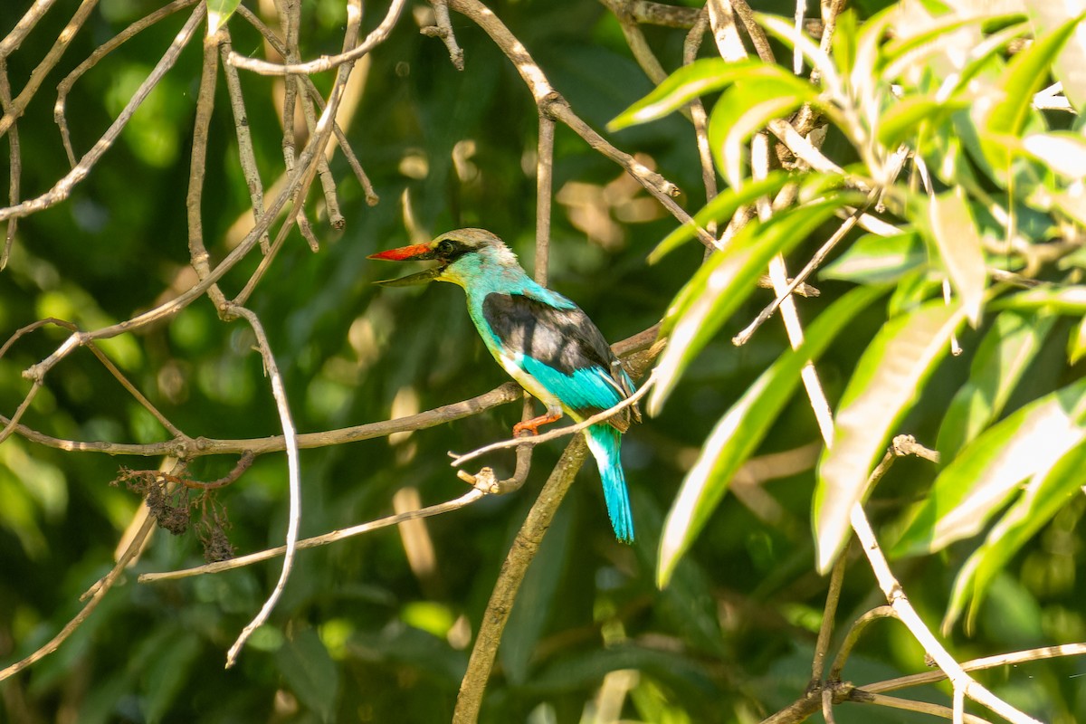 Blue-breasted Kingfisher - ML618203316