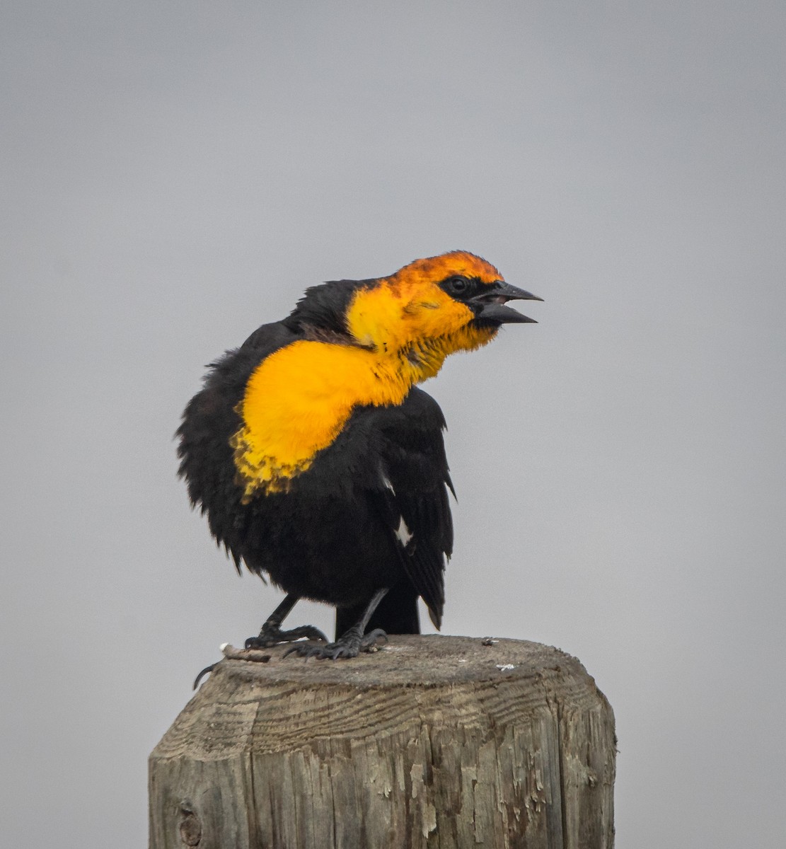 Yellow-headed Blackbird - ML618203351