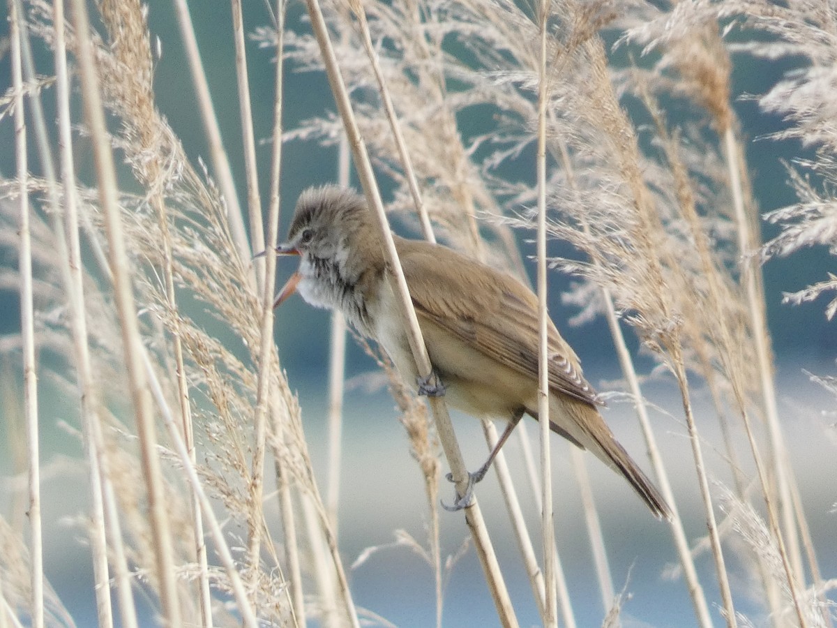 Great Reed Warbler - claudio magni