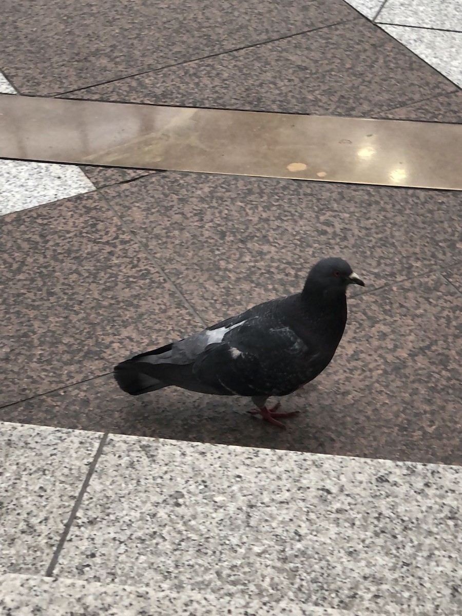 Rock Pigeon (Feral Pigeon) - ML618203364