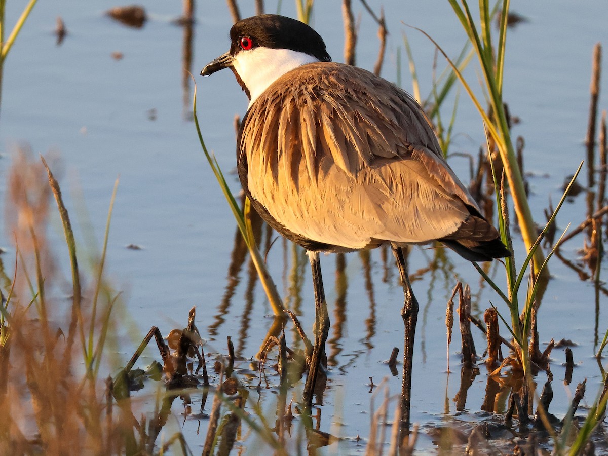 Spur-winged Lapwing - ML618203381
