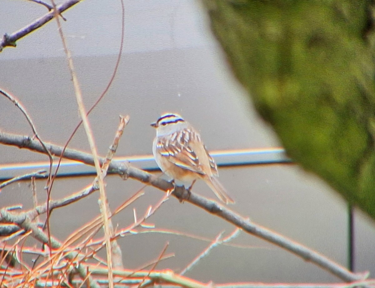 White-crowned Sparrow - J. Kyron Hanson