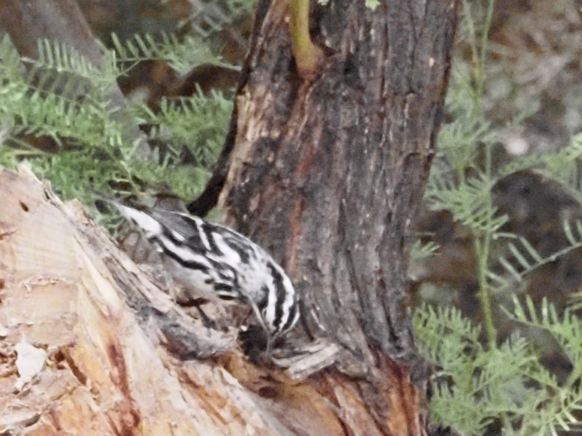 Black-and-white Warbler - ML618203418
