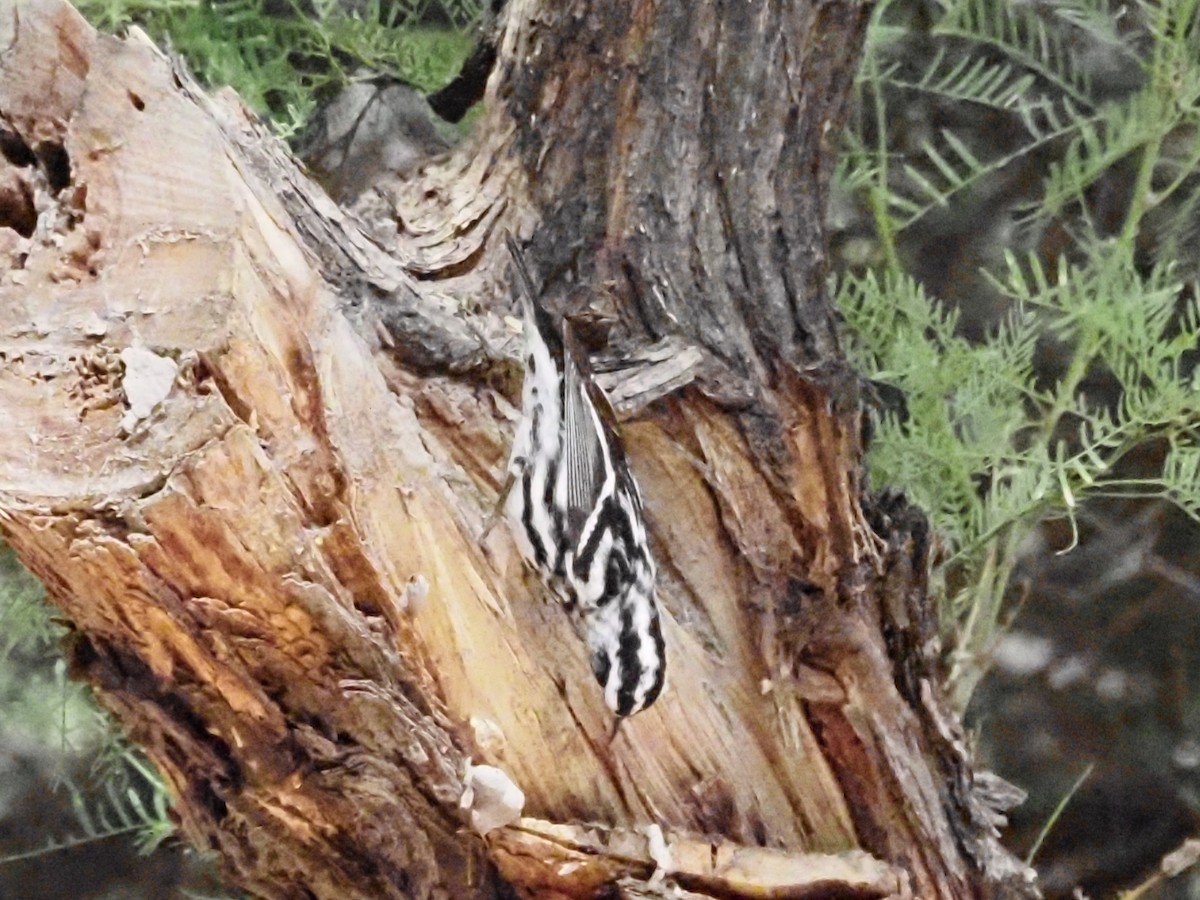 Black-and-white Warbler - ML618203419