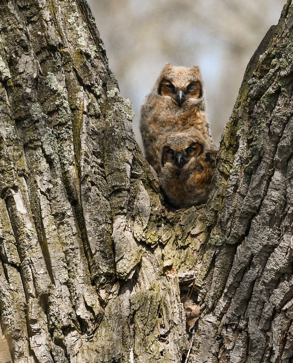 Great Horned Owl - ML618203420