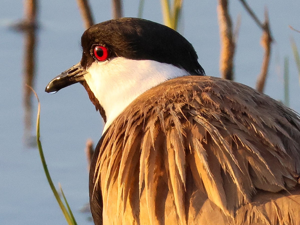 Spur-winged Lapwing - ML618203421