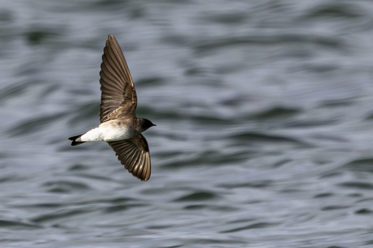 Northern Rough-winged Swallow - ML618203440