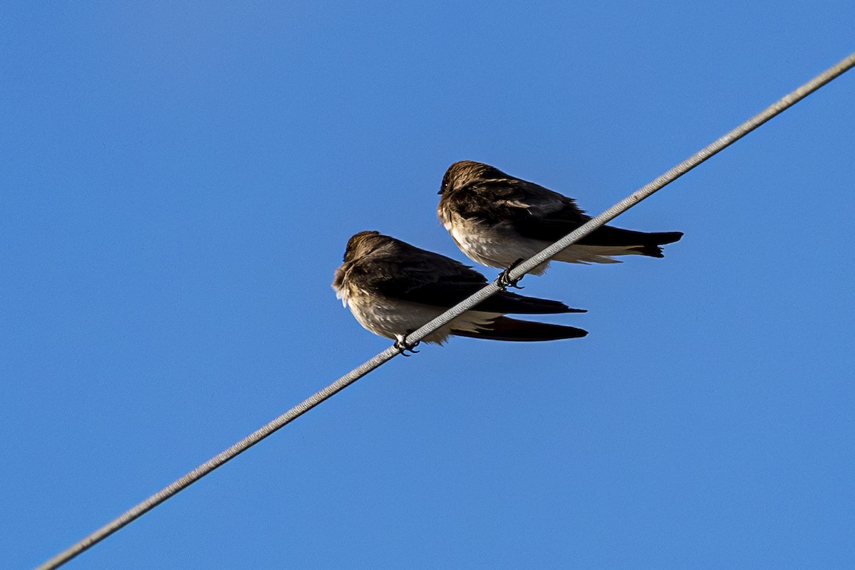 Northern Rough-winged Swallow - ML618203441