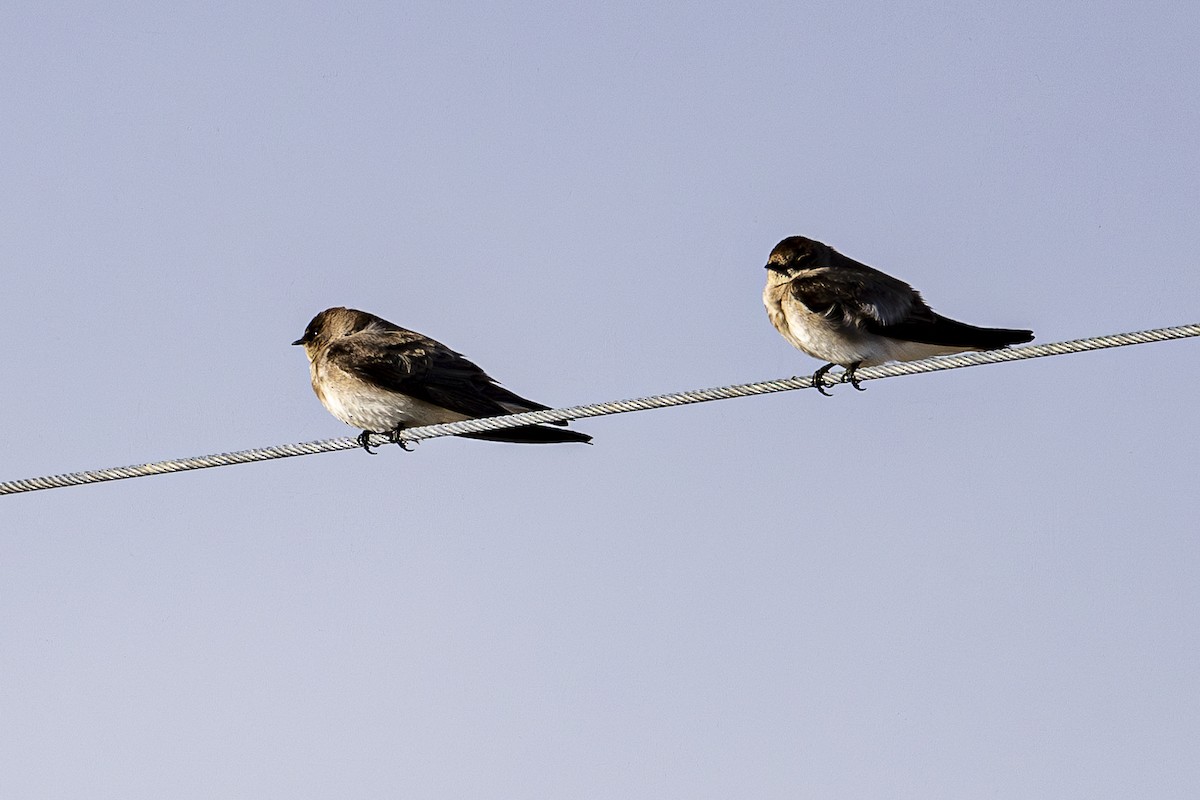 Northern Rough-winged Swallow - ML618203444