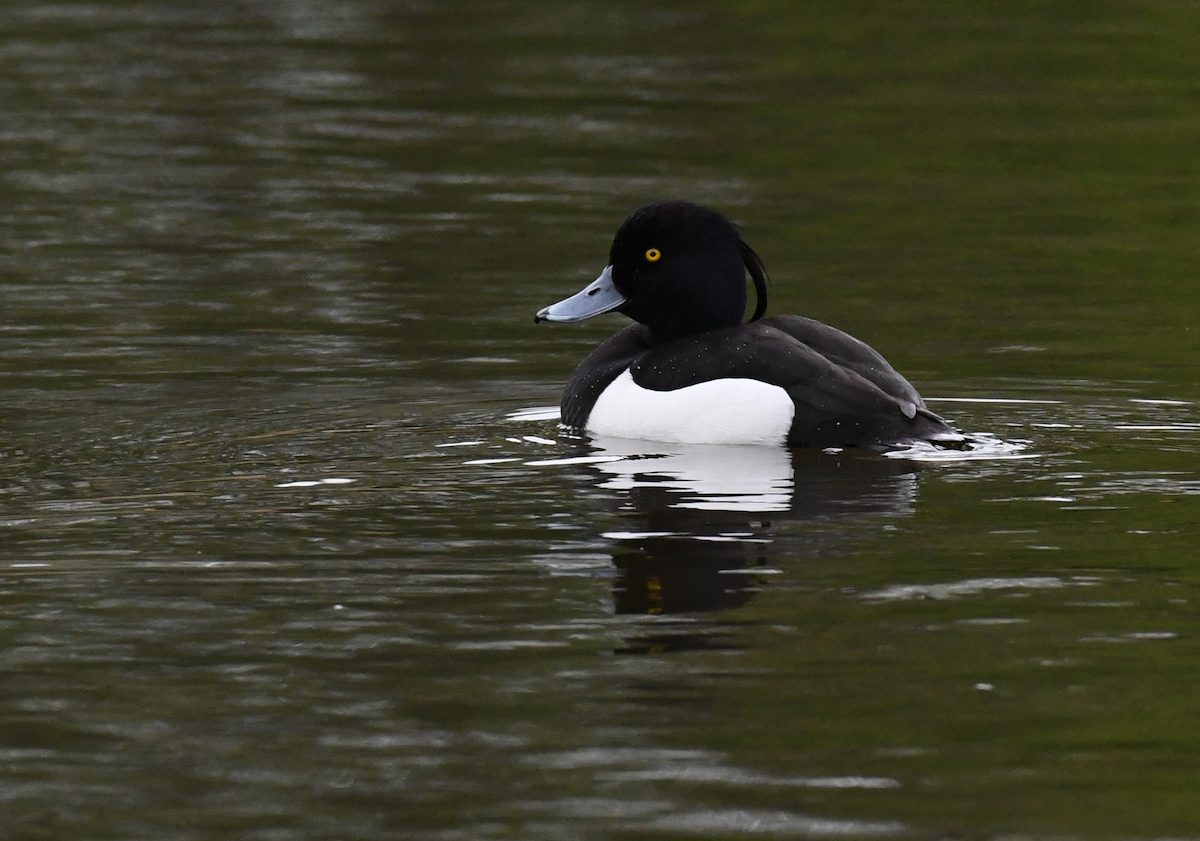 Tufted Duck - ML618203480