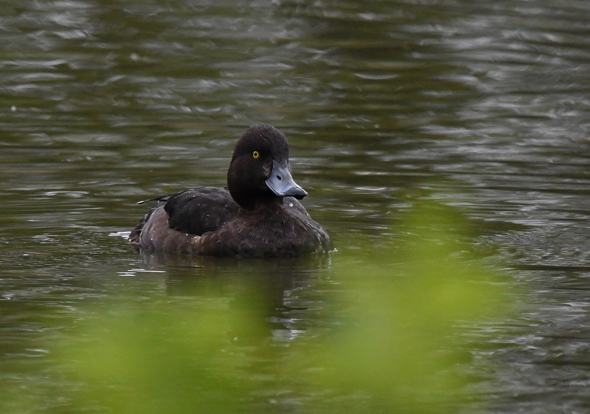 Tufted Duck - ML618203484