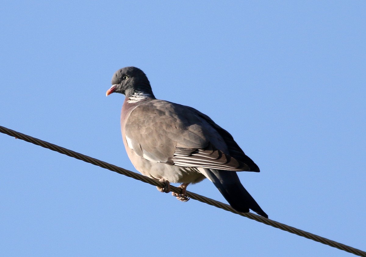 Common Wood-Pigeon - ML618203499