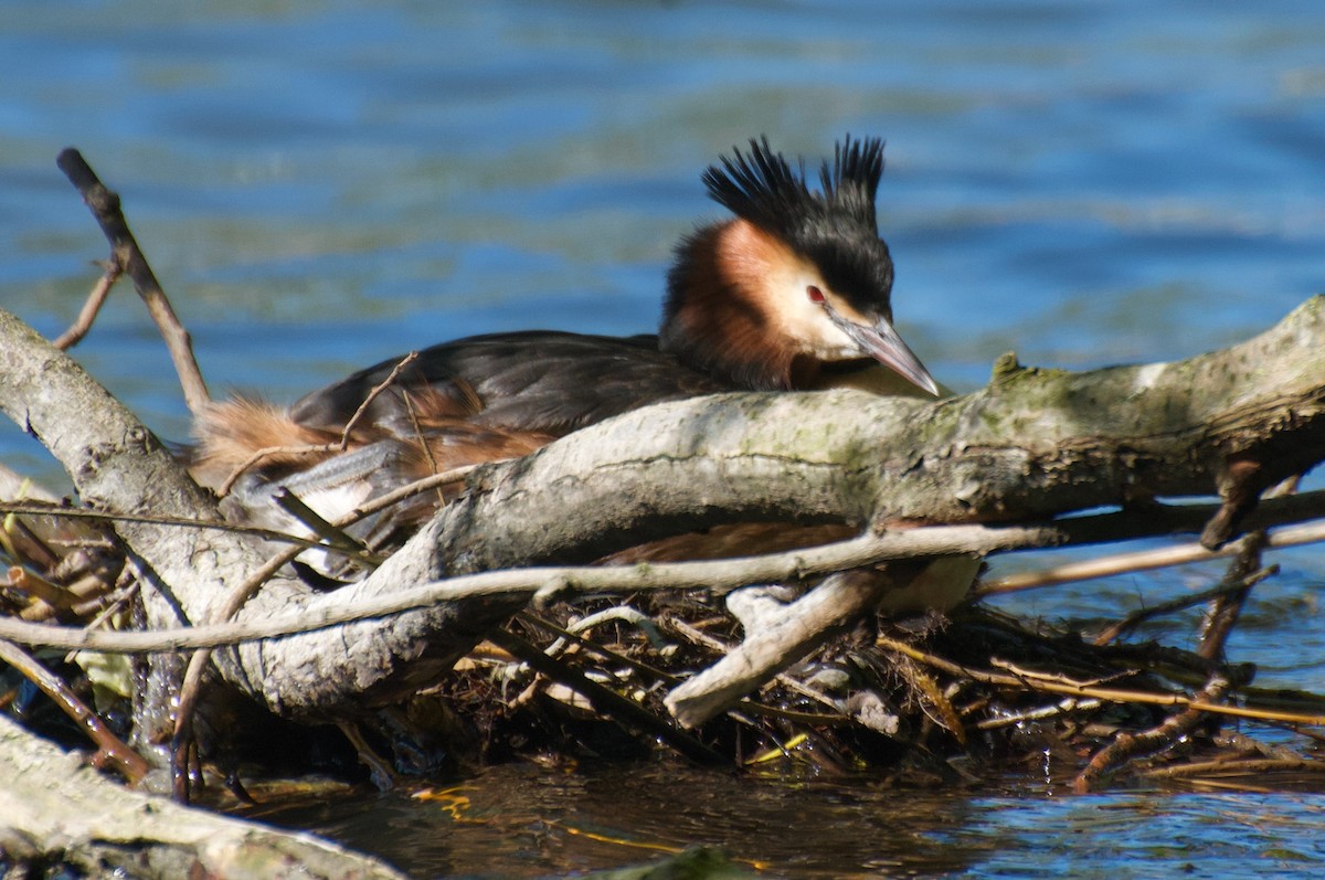 Great Crested Grebe - ML618203521