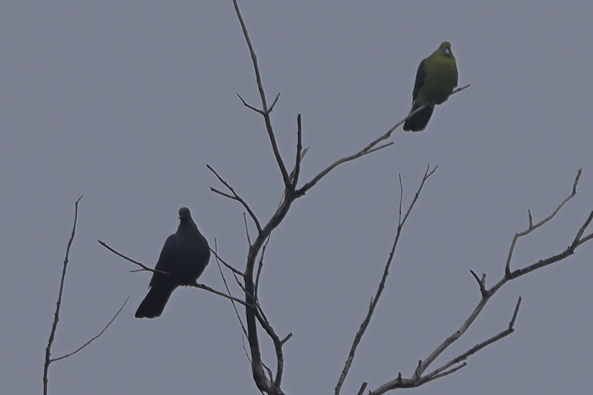 Whistling Green-Pigeon (Ryukyu) - ML618203555