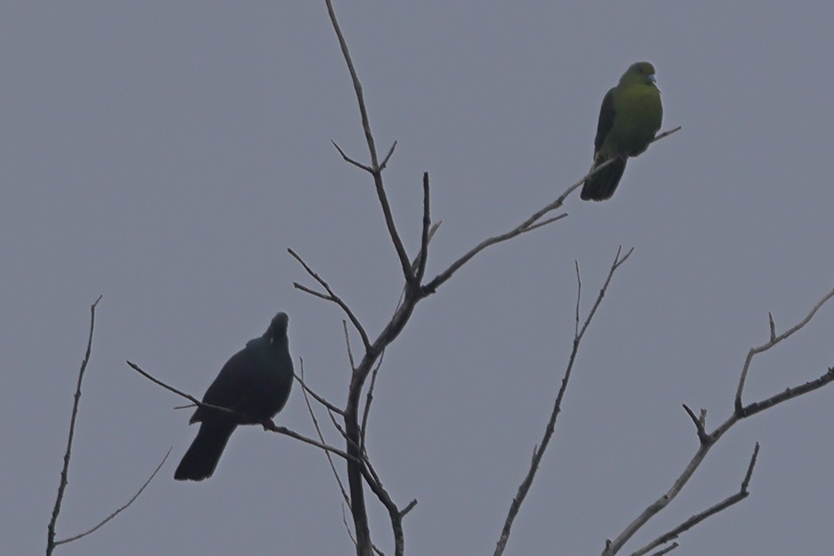 Whistling Green-Pigeon (Ryukyu) - ML618203556