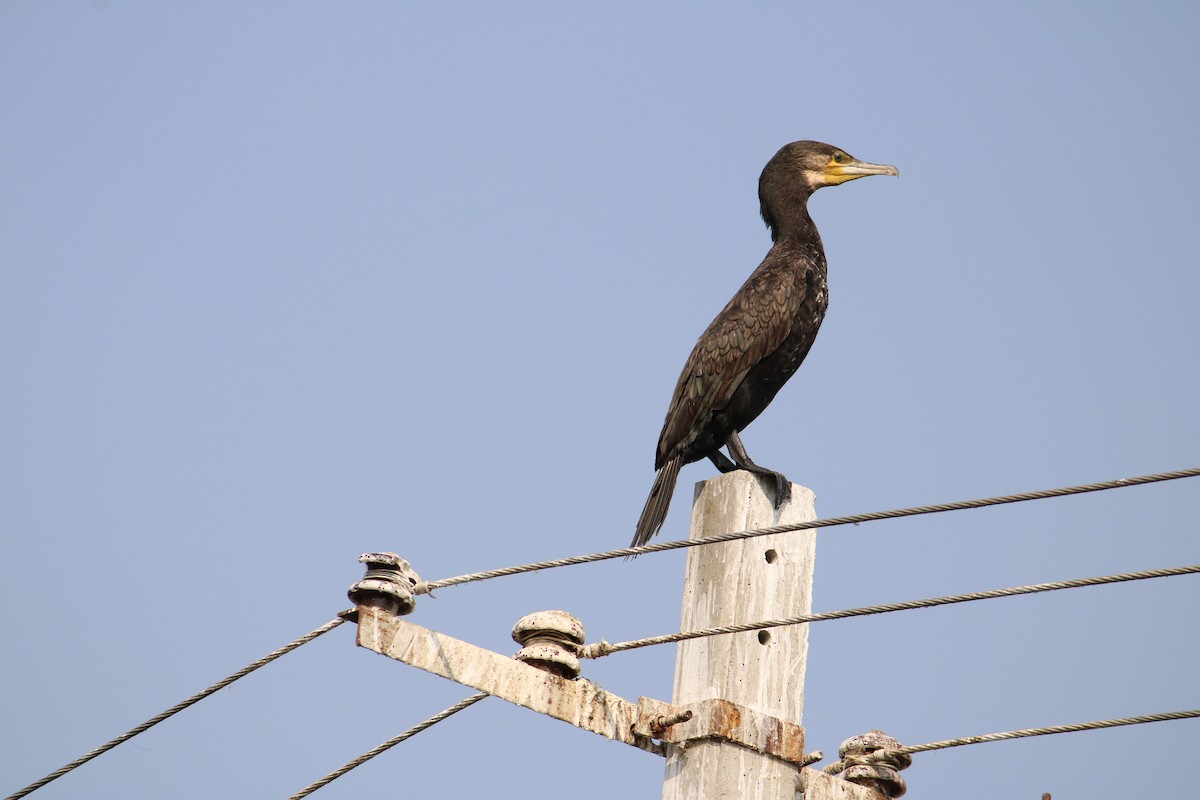 Great Cormorant - Kaustubh Deshpande