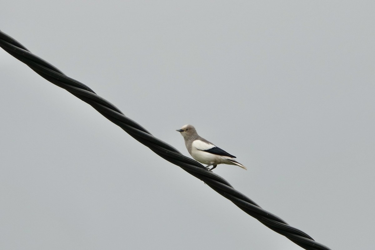 White-shouldered Starling - Lam Chan