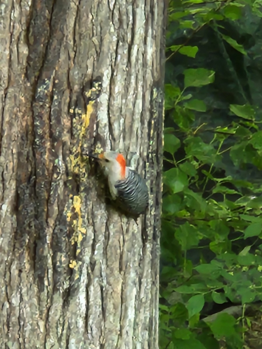 Red-bellied Woodpecker - Joanne Moffett
