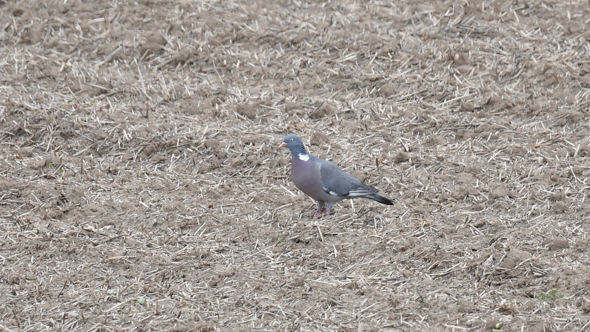 Common Wood-Pigeon - ML618203733