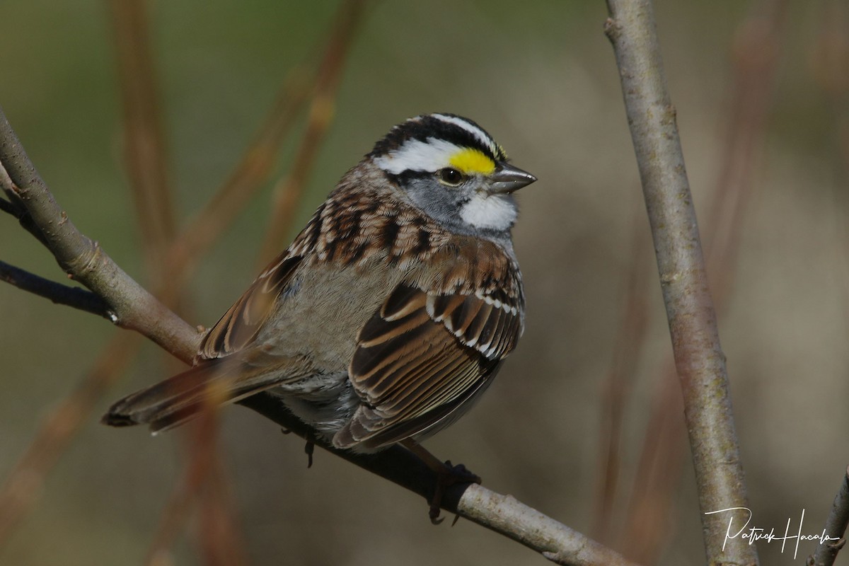 White-throated Sparrow - ML618203744