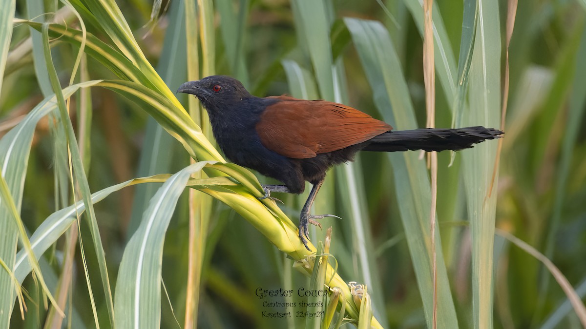 Greater Coucal - ML618203751