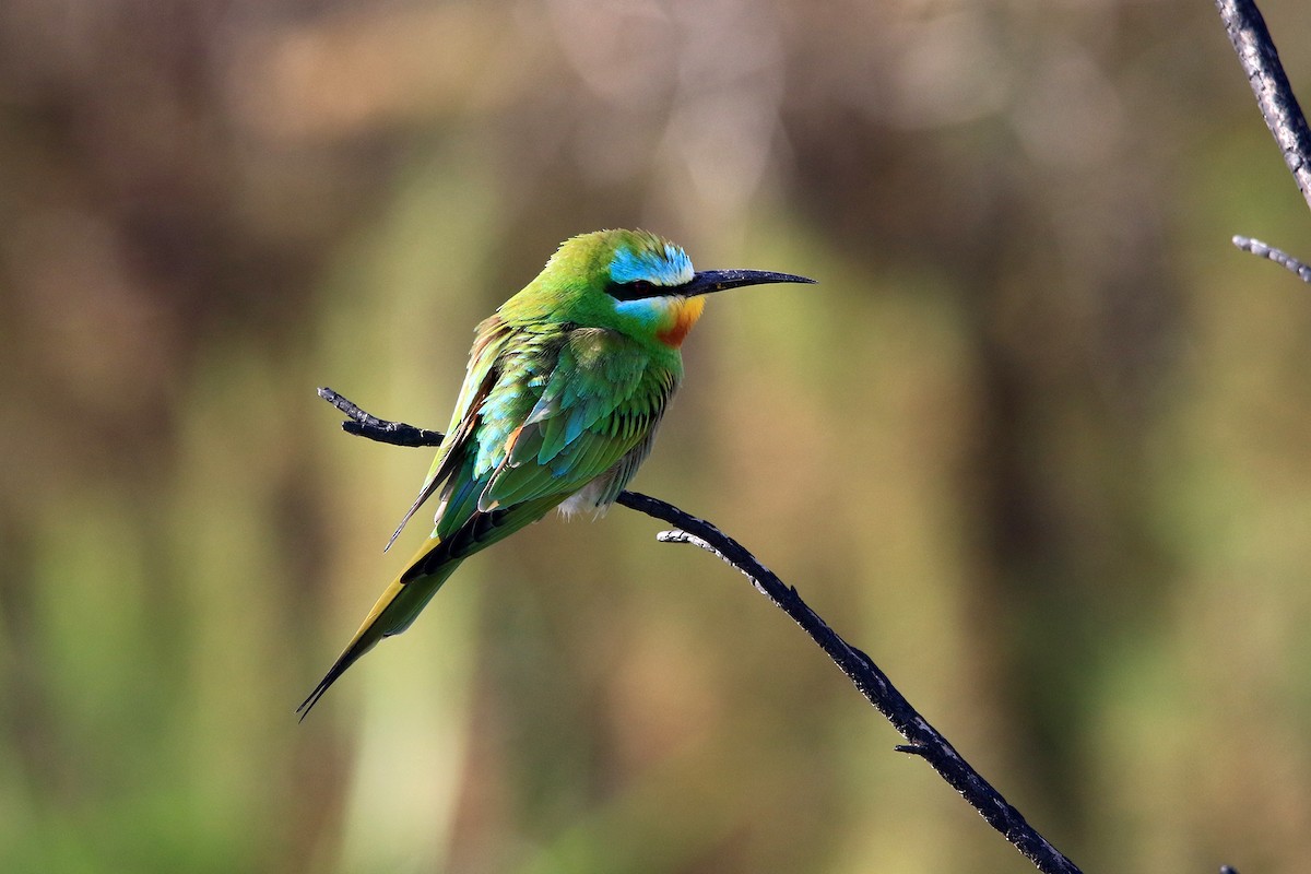 Blue-cheeked Bee-eater - ML618203756