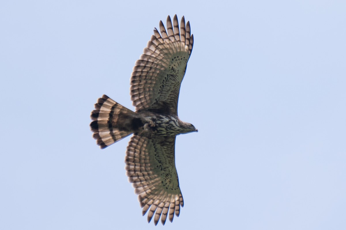 Changeable Hawk-Eagle - Prabath Gunasekara