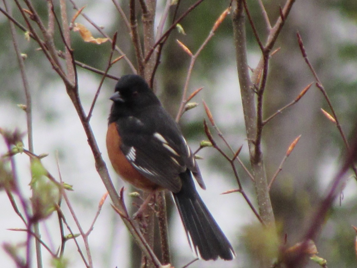 eBird Checklist 30 Apr 2024 Danby Pond Danby (56 acres) 15 species