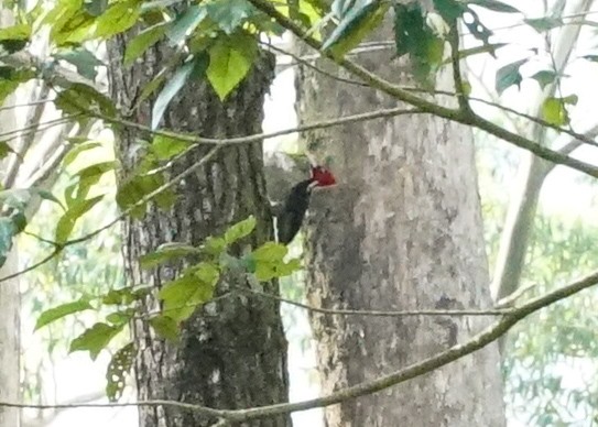 Pale-billed Woodpecker - ML618203855