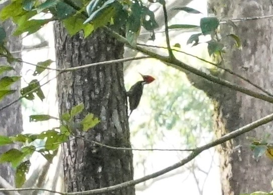 Pale-billed Woodpecker - Shawn Pfautsch