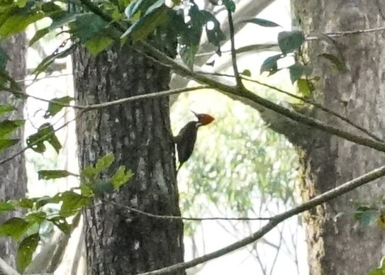 Pale-billed Woodpecker - ML618203857