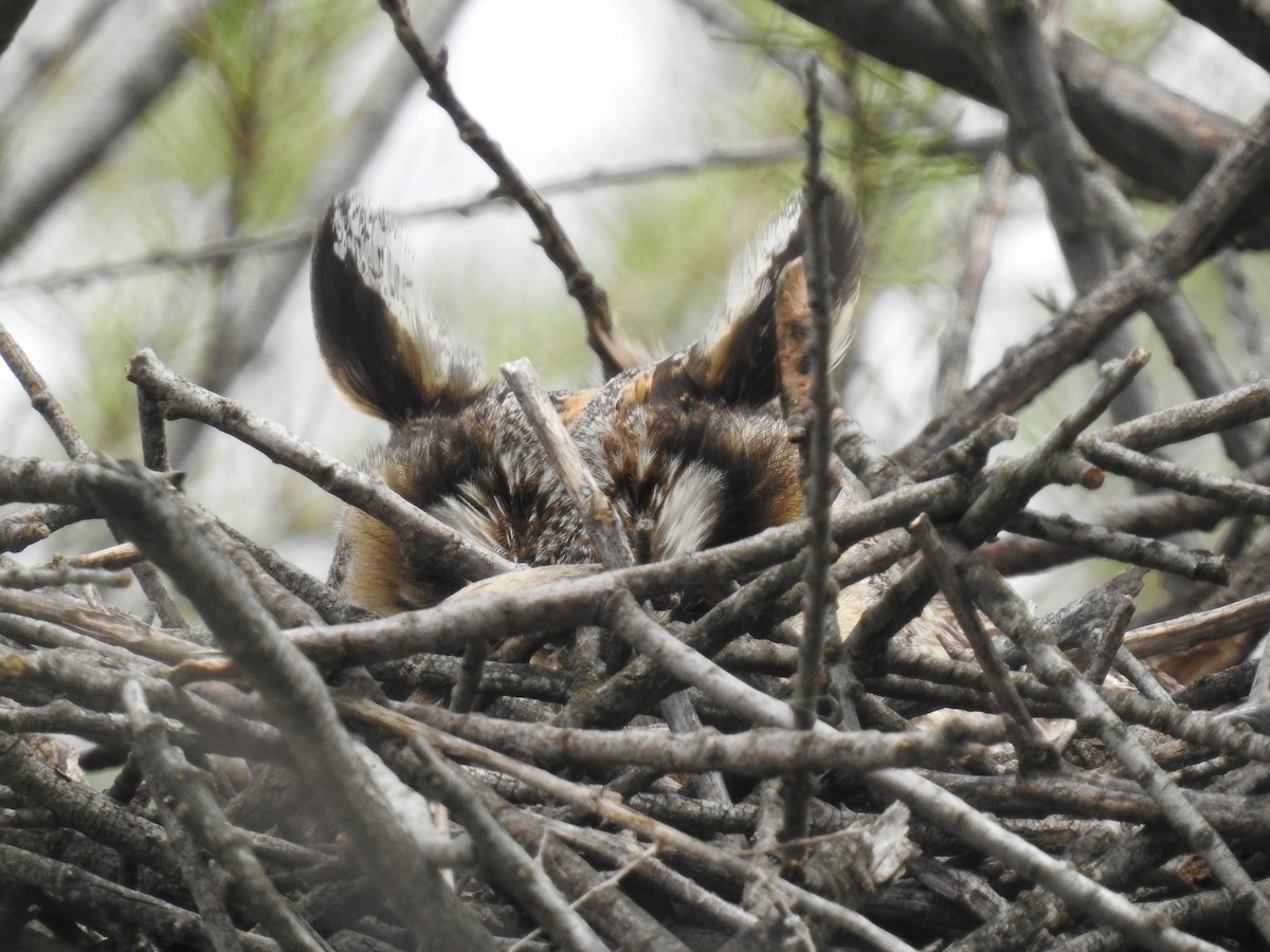 Long-eared Owl - ML618203879