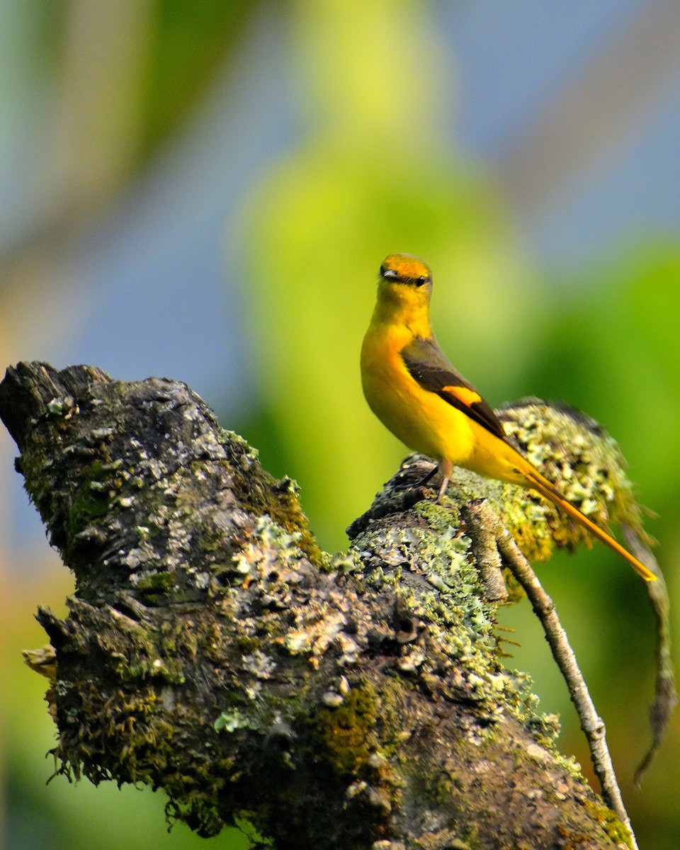 Long-tailed Minivet - Rajesh Gopalan
