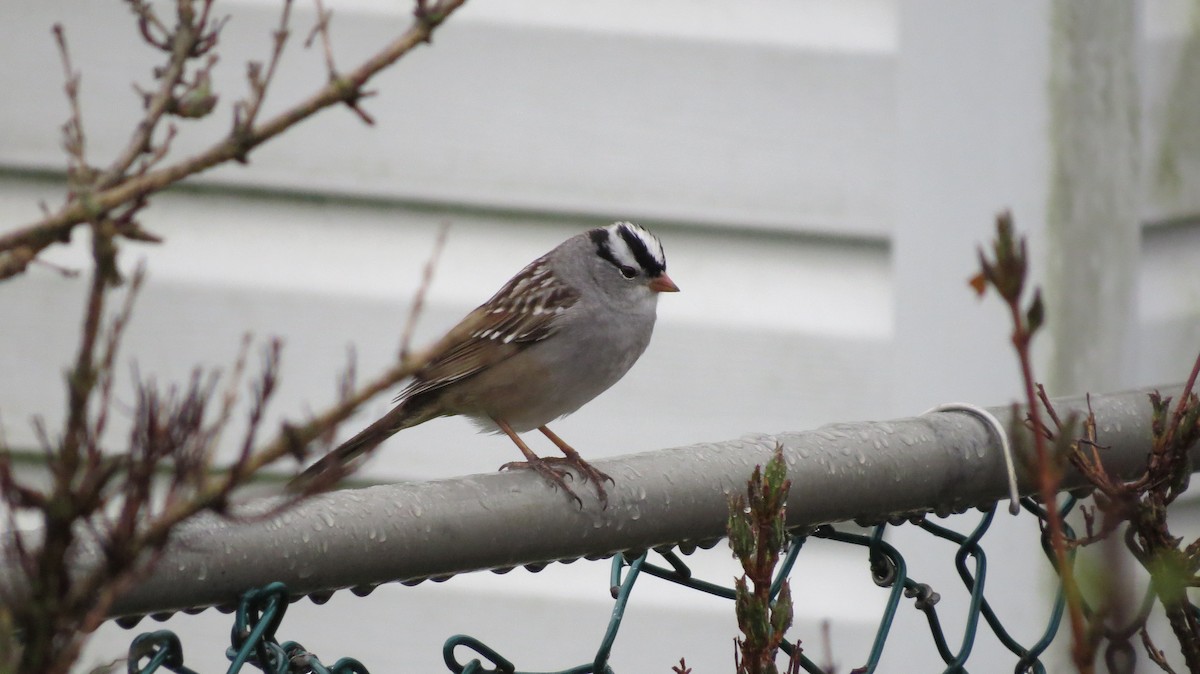 White-crowned Sparrow - ML618203896