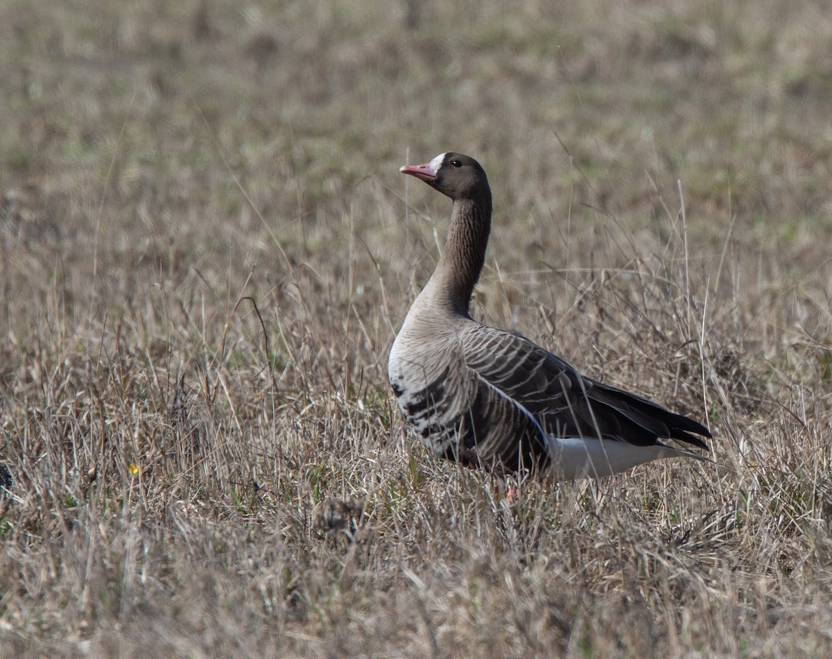 Greater White-fronted Goose - ML618203934