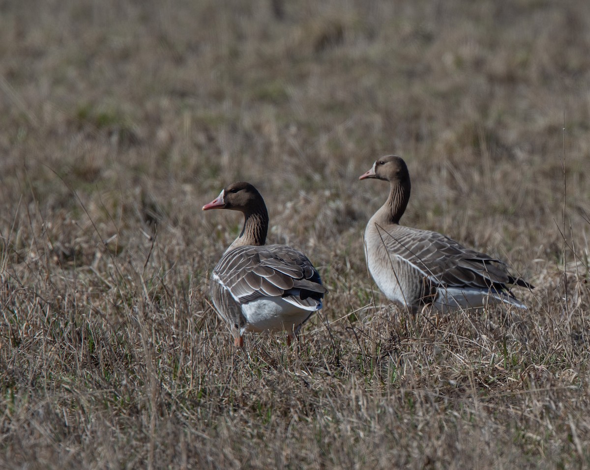 Greater White-fronted Goose - ML618203941