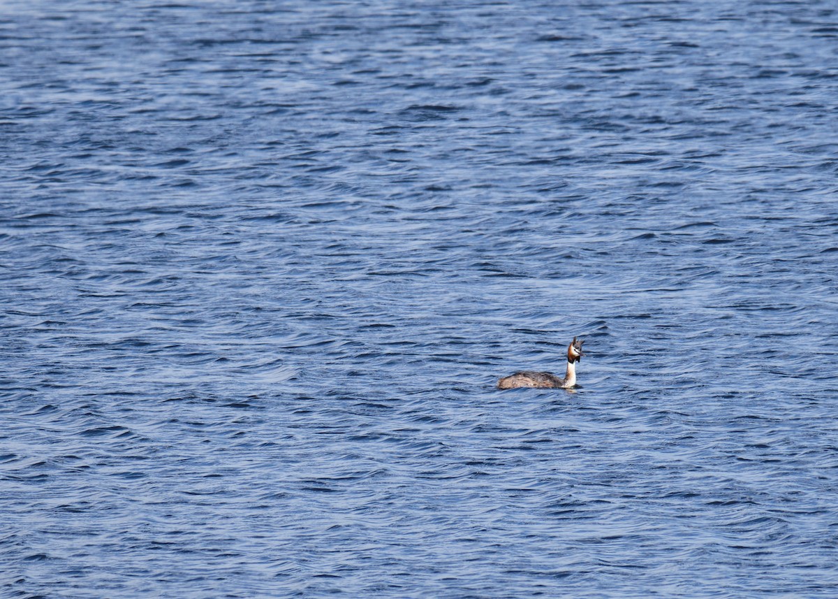 Great Crested Grebe - ML618203942