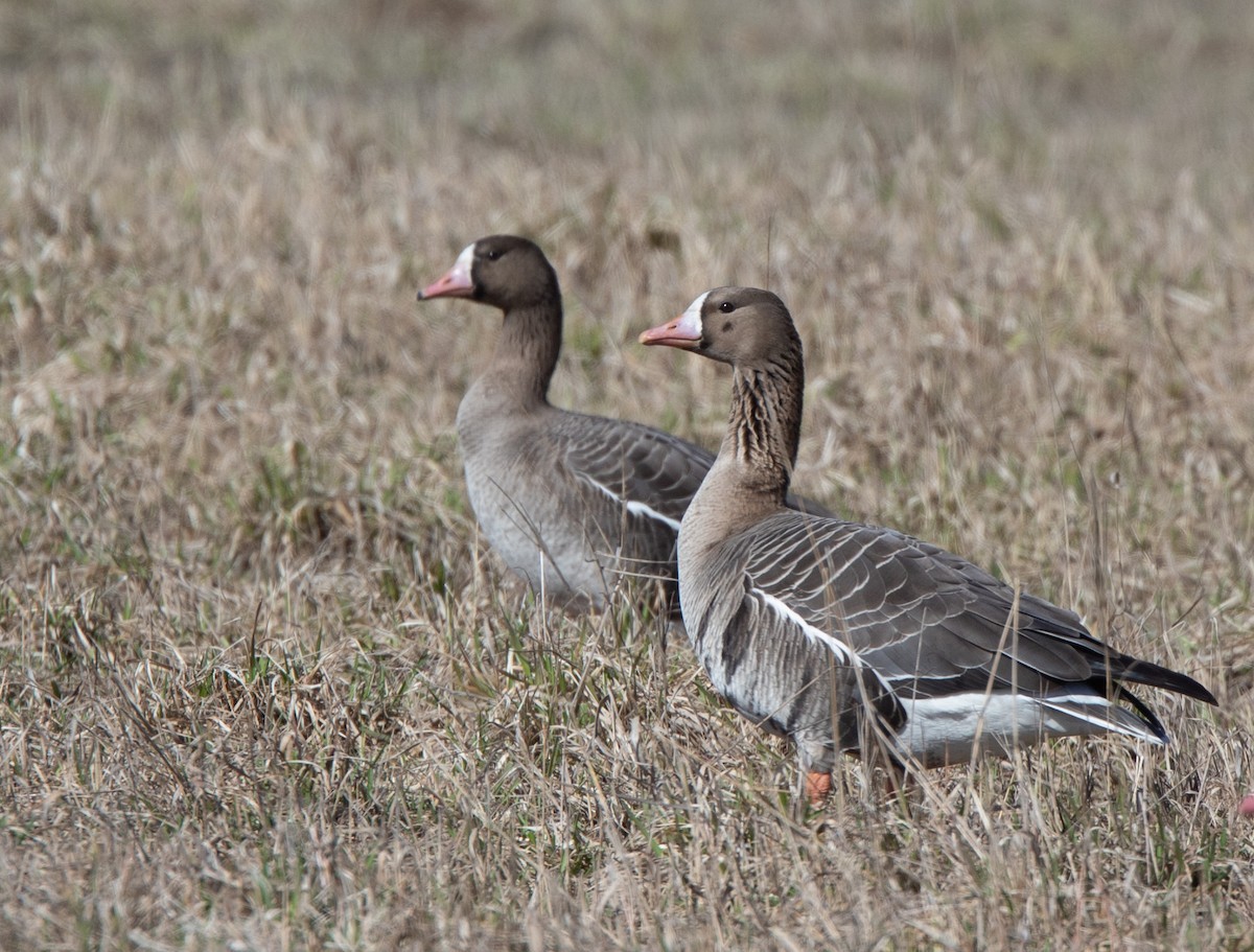 Greater White-fronted Goose - ML618203943