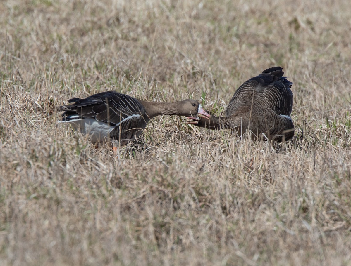 Greater White-fronted Goose - ML618203946