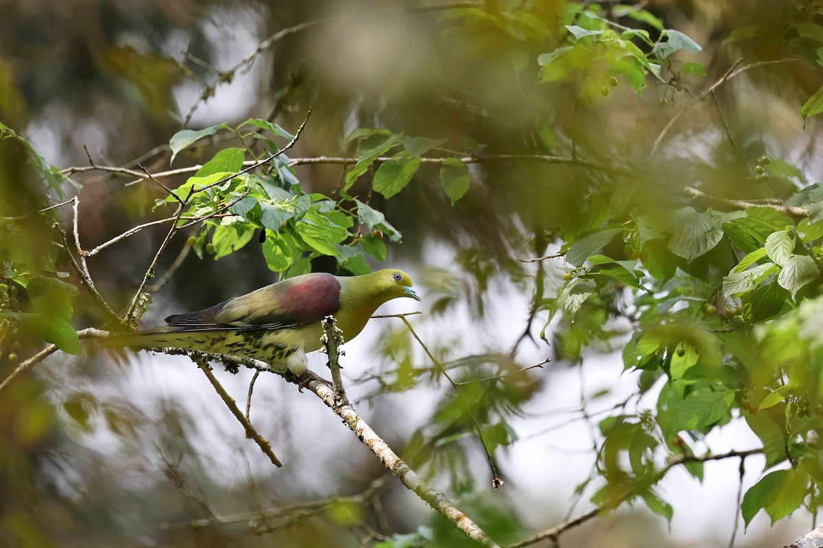 White-bellied Green-Pigeon - ML618203947