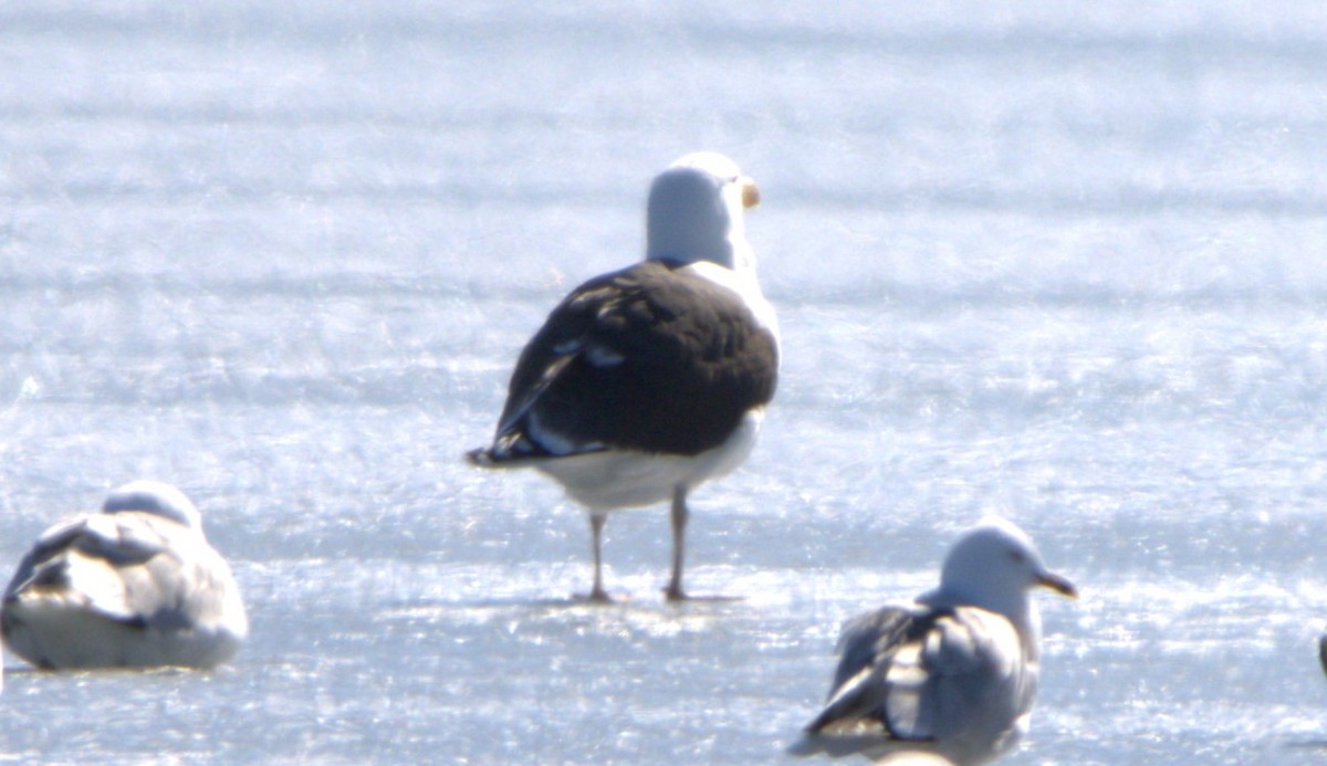 Lesser Black-backed Gull - ML618203954