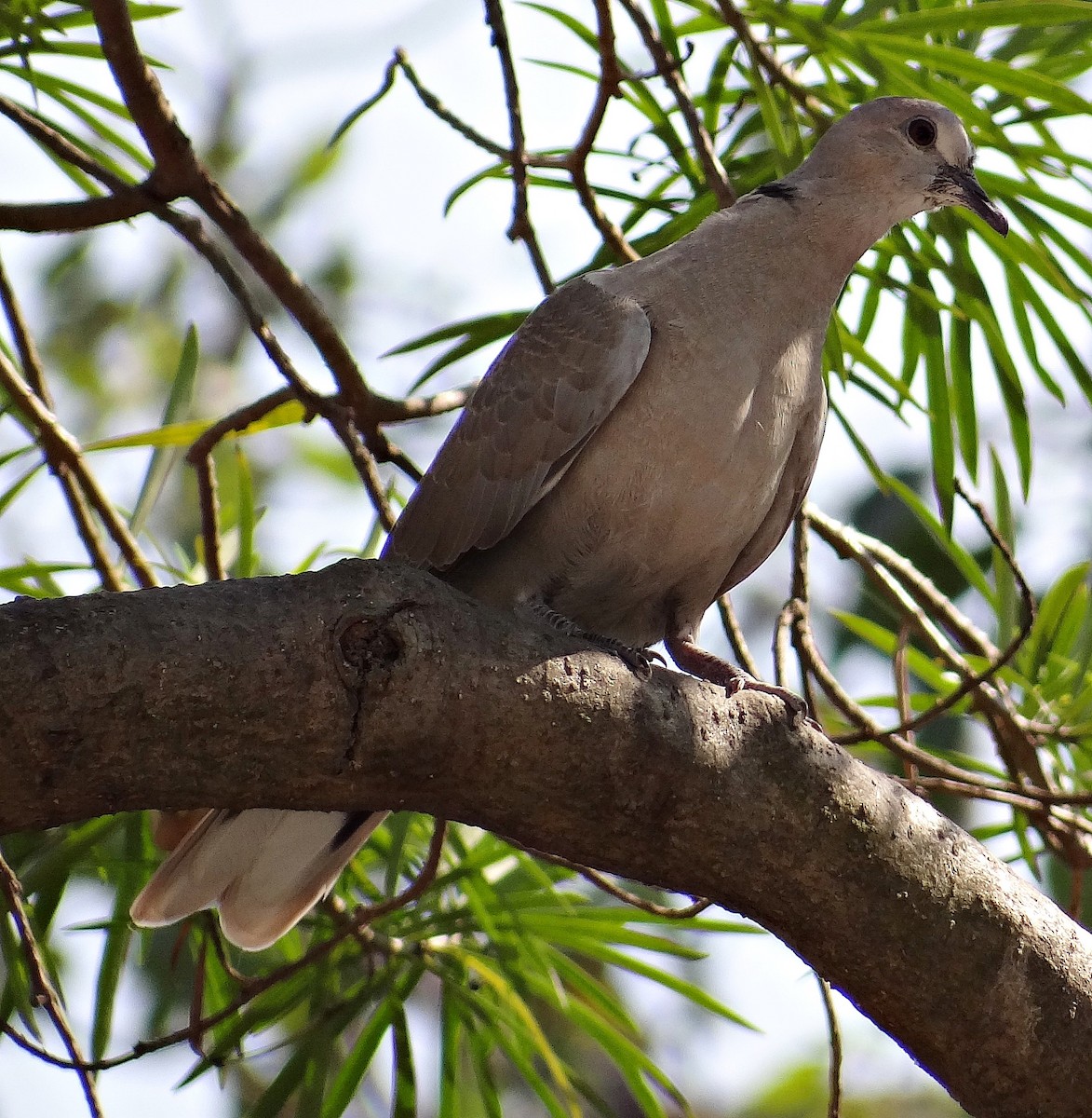 Eurasian Collared-Dove - subrata sarkar