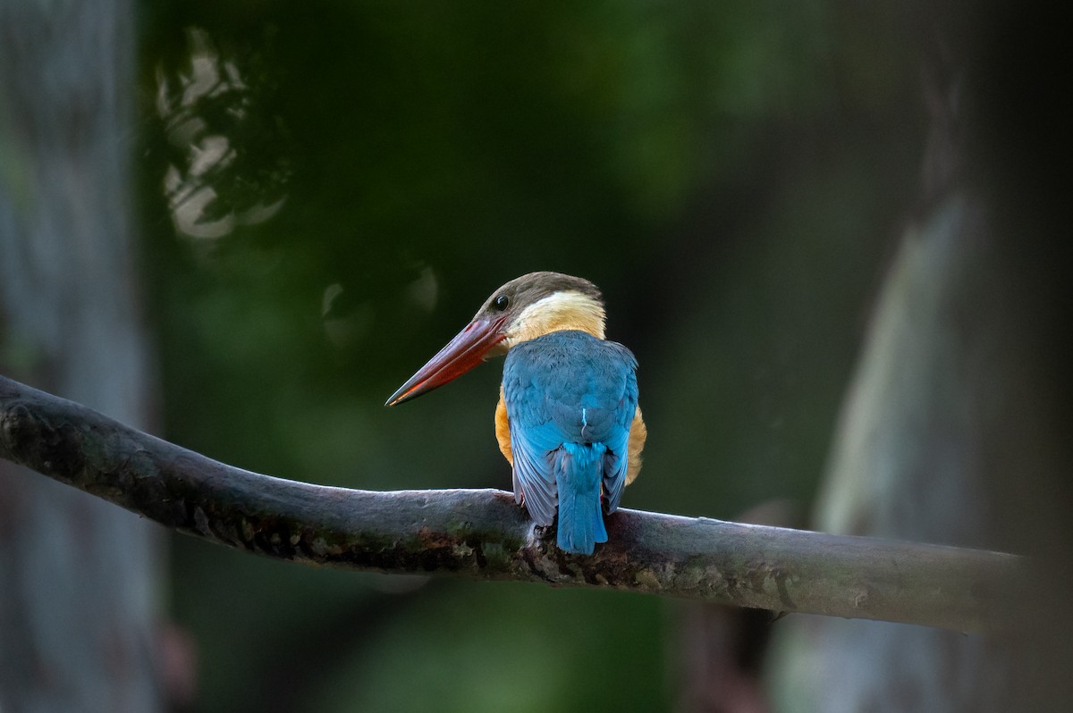 Stork-billed Kingfisher - Prabath Gunasekara