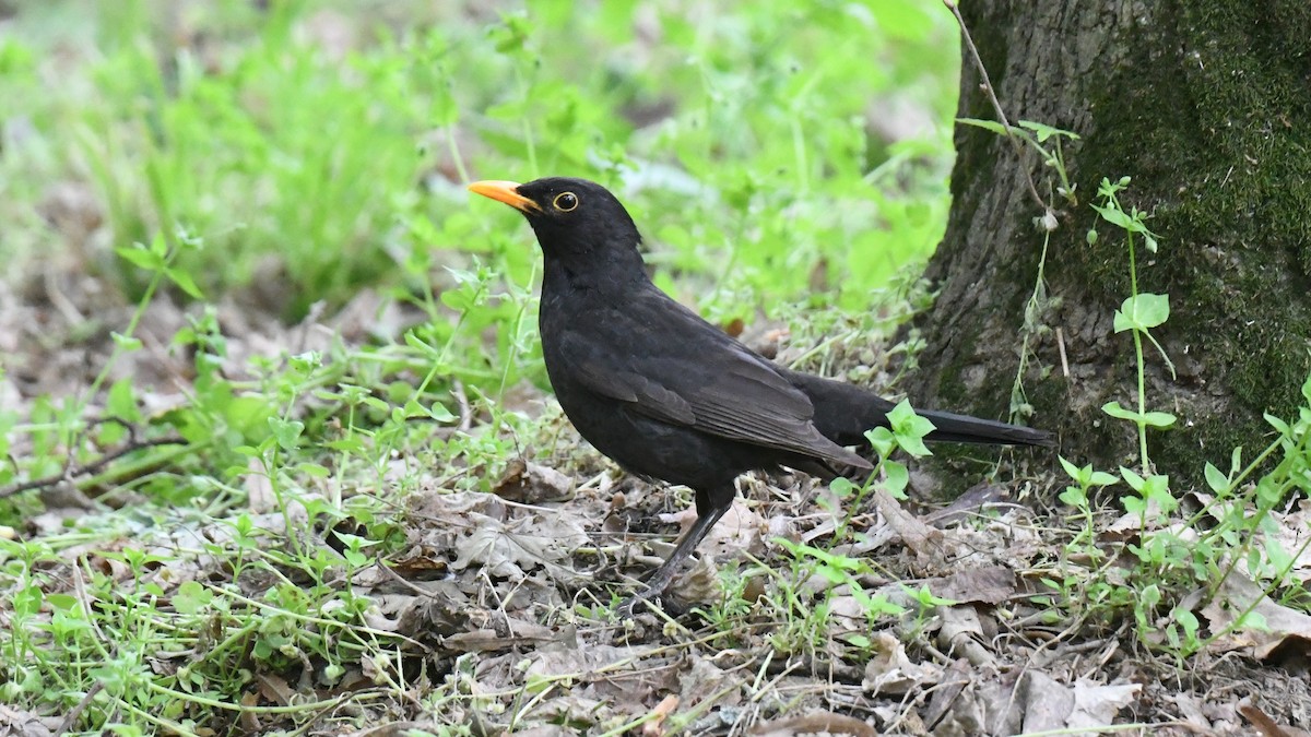 Eurasian Blackbird - ML618204008