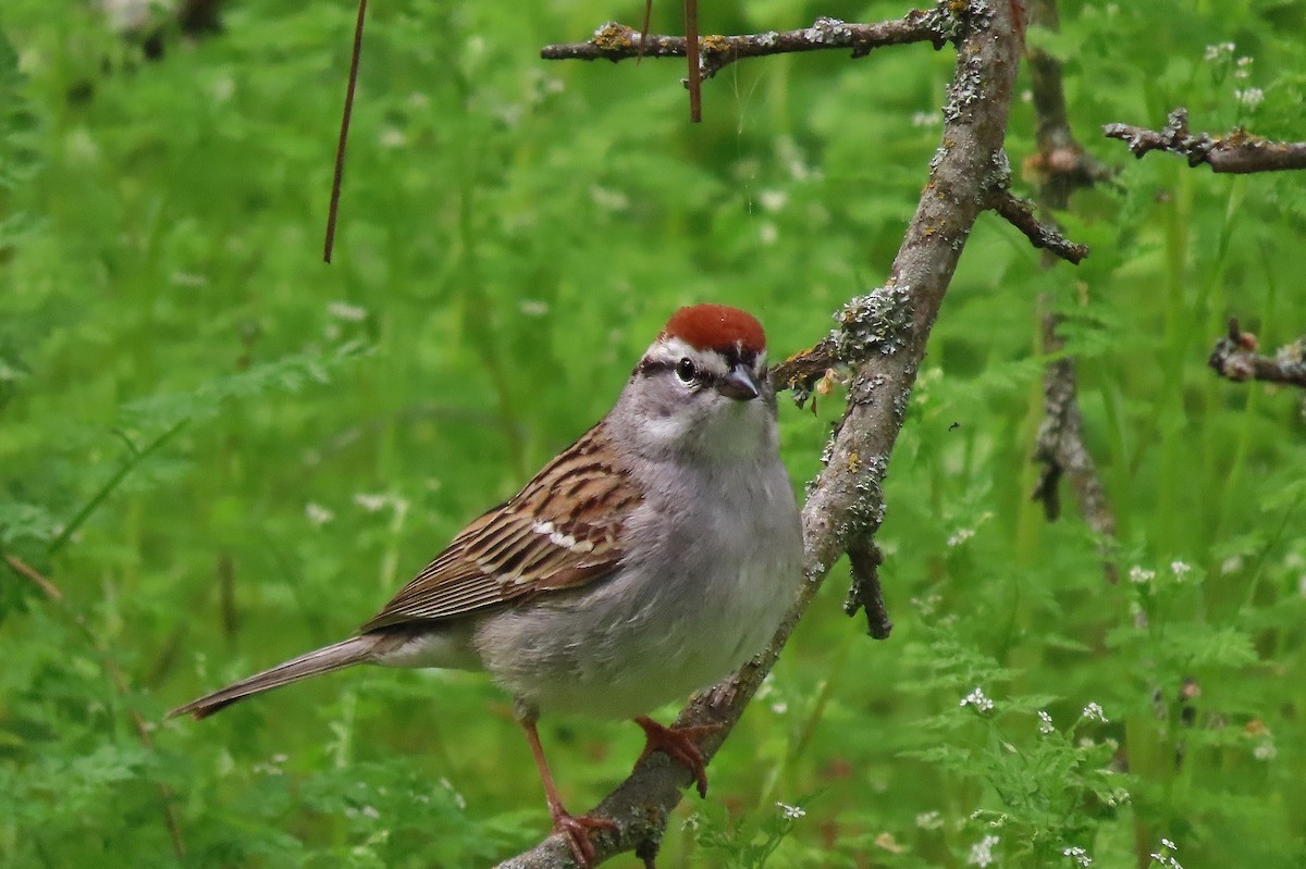 Chipping Sparrow - Craig Johnson