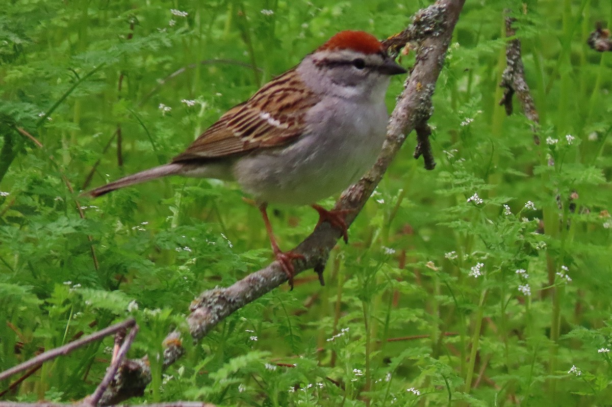 Chipping Sparrow - ML618204116